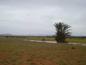 Communal lands in Morocco (Larbi Arbaoui)