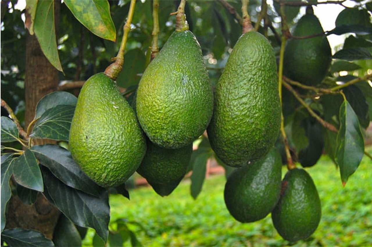 Morocco’s Avocados Production Up by 35%