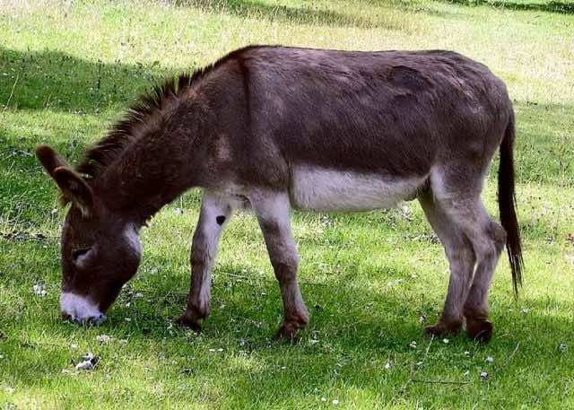 15 Teenagers Treated For Rabies After Engaging In Bestiality With Donkey