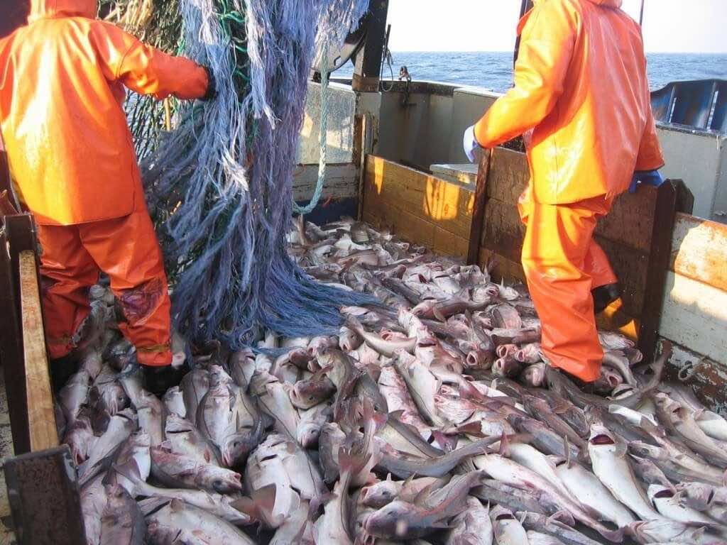 FAO: Morocco 13th in Global Fish Production