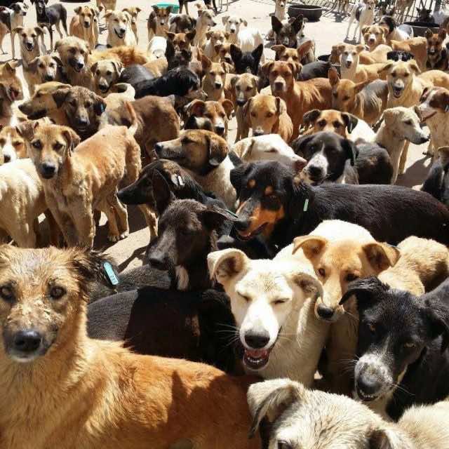 Interior Ministry Says Morocco Will No Longer Kill Stray Dogs