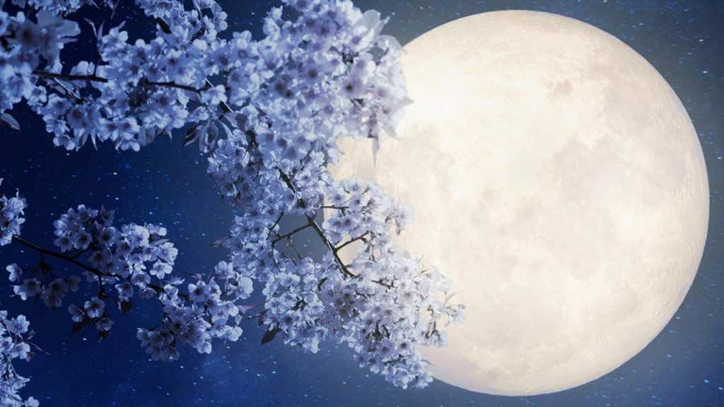 When and How to See the Full Flower Moon, the Last Supermoon of 2020