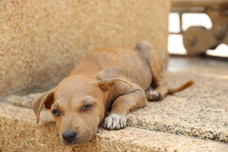 animal-welfare-collective-brutality-against-stray-animals-affects-moroccos-image-800x533.jpg