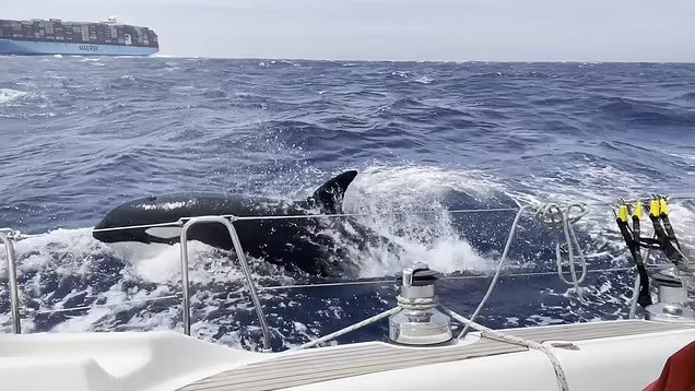 Killer Whales Attack British Couple’s Boat off Coast of Morocco