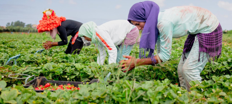 Nealy 90% of Moroccans Not Satisfied with Morocco’s Green Plan