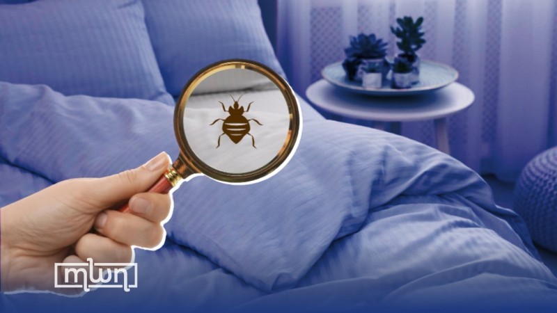 Bedbugs In France Uk Citizens Alarmed Over Potential Spread